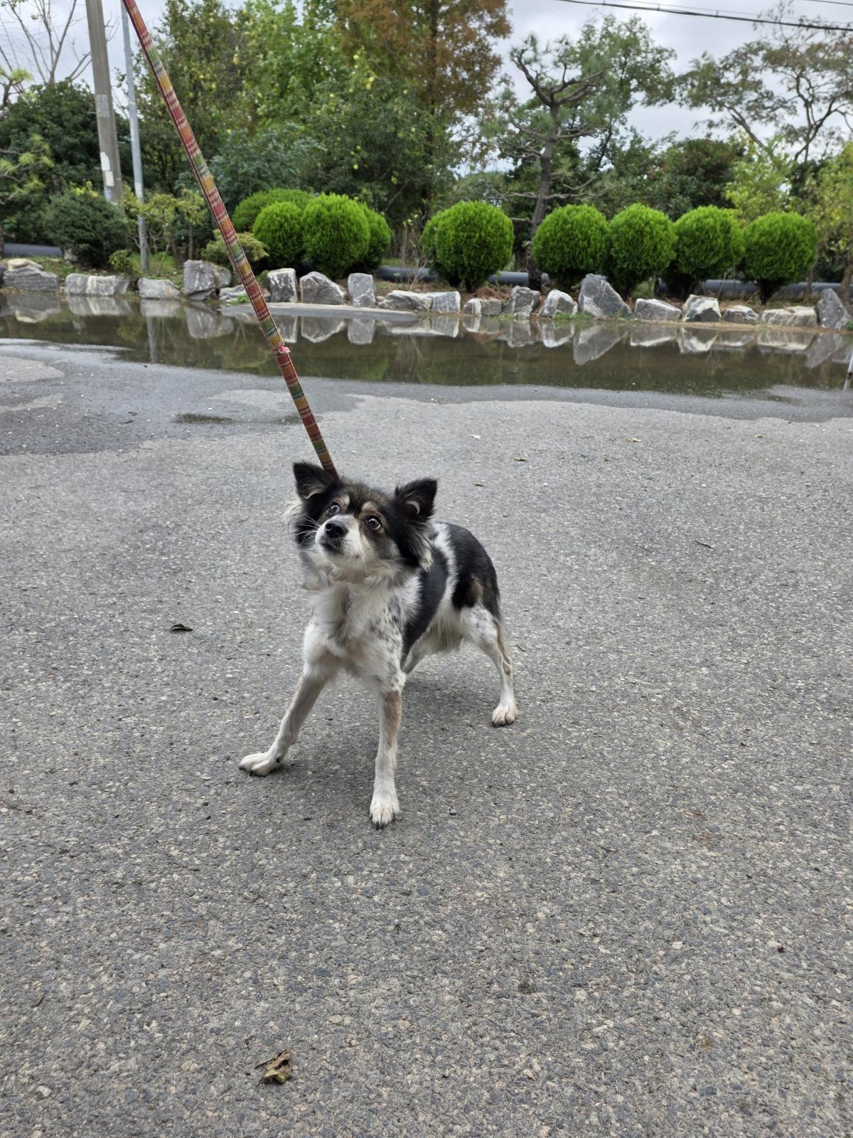 부산동물보호센터_426332202500781